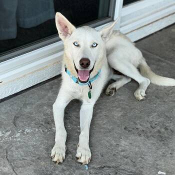 Veronica -  Husky and Mixed Breed Dog for Adoption in Buffalo, Minnesota - Veronica | PetCurious