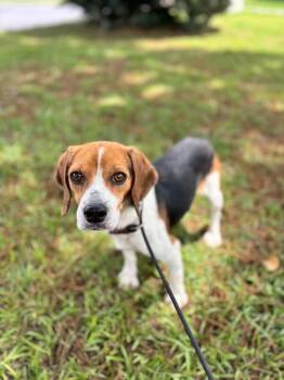 Beagle and Mixed Breed Dogs Available for Adoption in Aiken, South Carolina - Anna | PetCurious