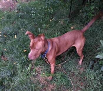 Margo - GRADUATE -  Pit Bull Terrier Dog for Adoption in Coldwater, Michigan - Margo - GRADUATE | PetCurious