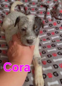 Chihuahua Dogs Available for Adoption in Dallas, Texas - Cora | PetCurious