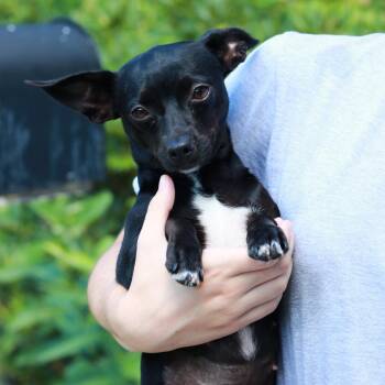 CT Blackfoot - 10lbs -  Chihuahua Dog for Adoption in Eastford, Connecticut - CT Blackfoot - 10lbs | PetCurious
