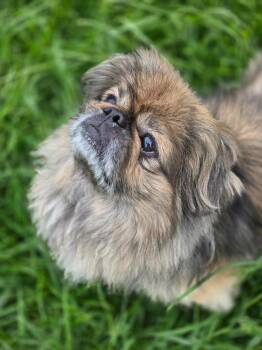 Pekingese Dogs Available for Adoption in Moberly, Missouri - Ollie | PetCurious