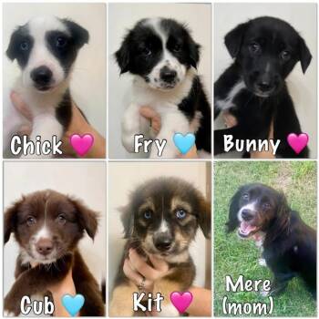 26-075 Fry -  Spaniel Dog for Adoption in Richardson, Texas - 26-075 Fry | PetCurious