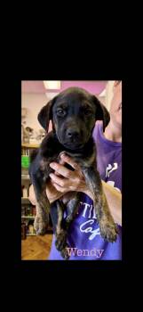 Olaf -  Mixed Breed Dog for Adoption in Seaside Heights, New Jersey - Olaf | PetCurious