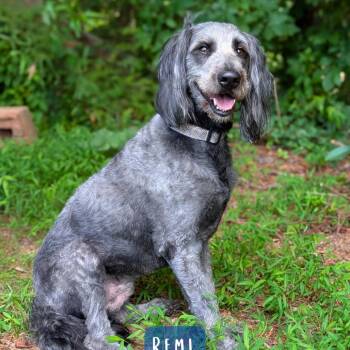 Remi 07-2727 -  Standard Poodle and Golden Retriever Dog for Adoption in Covington, Georgia - Remi 07-2727 | PetCurious