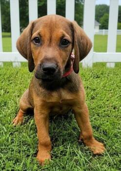 PUPPY GUNNER -  Redbone Coonhound Dog for Adoption in Franklin, Tennessee - PUPPY GUNNER | PetCurious