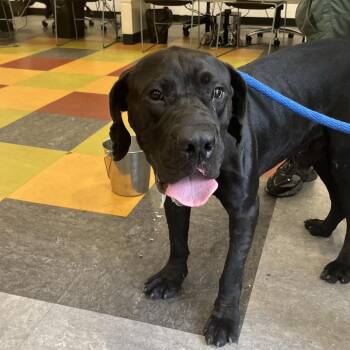 Odysseus -  Mixed Breed Dog for Adoption in Philadelphia, Pennsylvania - Odysseus | PetCurious