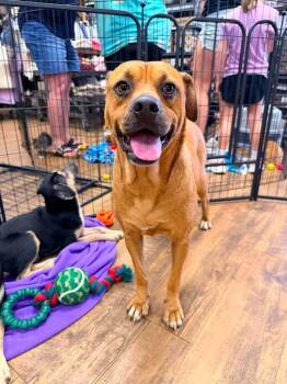 Peanut Butter -  Boston Terrier and Boxer Dog for Adoption in Troy, Alabama - Peanut Butter | PetCurious