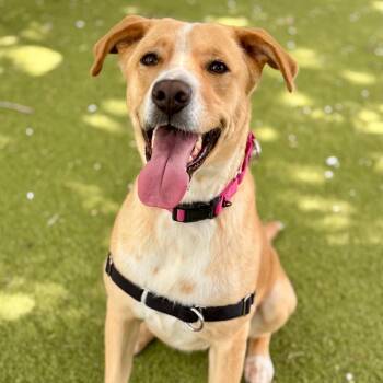 Rescue Labrador Retriever Dogs for Adoption in Austin, Texas - Mila | PetCurious