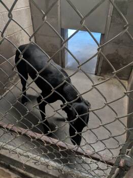 English Springer Spaniel and Hound Dogs Available for Adoption in Hermiston, Oregon - Tipsy  | PetCurious