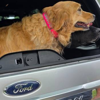 Bonnie -  Golden Retriever Dog for Adoption in Rossville, Georgia - Bonnie | PetCurious
