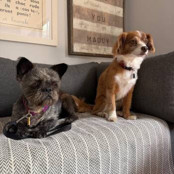 Scrumple Queen -  Shih Tzu and French Bulldog Dog for Adoption in Los Angeles, California - Scrumple Queen | PetCurious