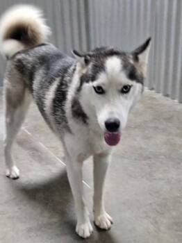 Star -  Husky Dog for Adoption in Kellogg, Idaho - Star | PetCurious