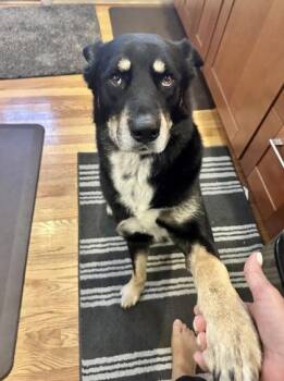 Little Boy -  Australian Shepherd and Mixed Breed Dog for Adoption - Little Boy | PetCurious