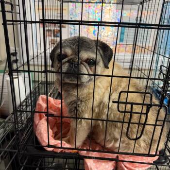 Cammie -2752 -  Pug Dog for Adoption in Uniontown, Pennsylvania - Cammie -2752 | PetCurious