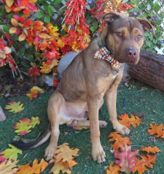 Rescue Black Mouth Cur and Labrador Retriever Dogs for Adoption in Oklahoma City, Oklahoma - TURKEY 465504 | PetCurious