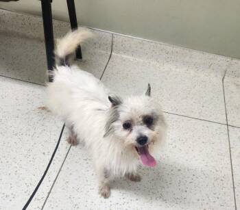 Chihuahua and Terrier Dogs Available for Adoption - Tootles | PetCurious