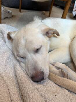 Mixed Breed Dogs Available for Adoption - Webster | PetCurious