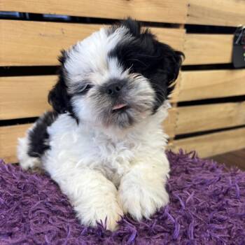 Shih Tzu Dogs Available for Adoption in Dallas, Texas - HashBrown | PetCurious