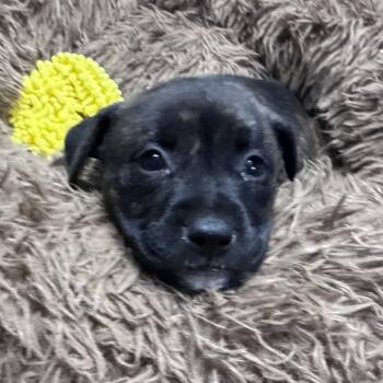 Mixed Breed Dogs Available for Adoption in Pinson, Tennessee - Everlee | PetCurious