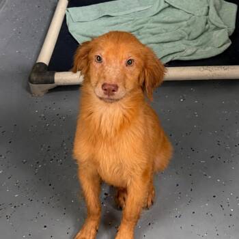 TUSC-Stray-85594 -  Retriever and Mixed Breed Dog for Adoption in Tuscaloosa, Alabama - TUSC-Stray-85594 | PetCurious