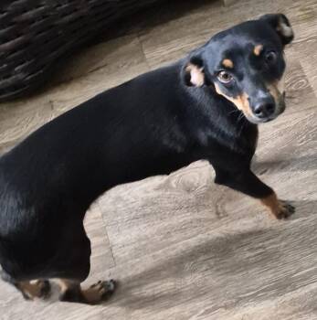 Rescue Miniature Pinscher and Chihuahua Dogs for Adoption in Carrollton, Texas - Emera | PetCurious