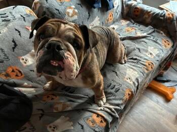 English Bulldog Dogs Available for Adoption in Wilmington, North Carolina - Maizy | PetCurious