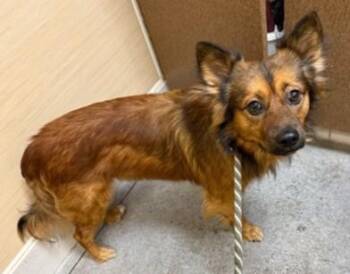 Zomar -  Terrier and Mixed Breed Dog for Adoption in Honolulu, Hawaii - Zomar | PetCurious
