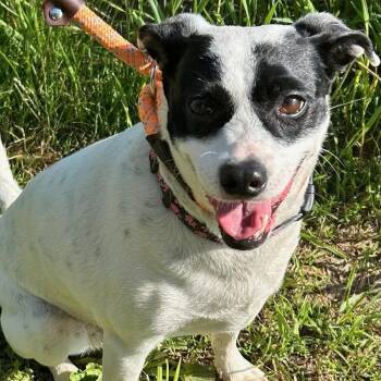Priscilla -  Terrier Dog for Adoption in Traverse City, Michigan - Priscilla | PetCurious