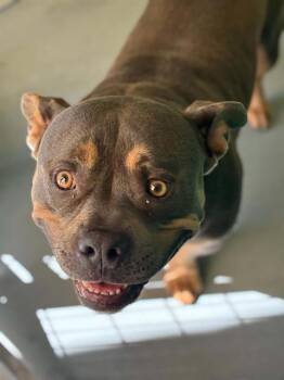 PETTY SHARP -  American Bulldog and Mixed Breed Dog for Adoption in Visalia, California - PETTY SHARP | PetCurious