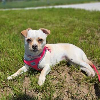 Chihuahua Dogs Available for Adoption in Branford, Connecticut - Lilo | PetCurious