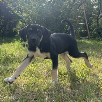 Rocky -  Great Dane and Labrador Retriever Dog for Adoption in Driggs, Idaho - Rocky | PetCurious