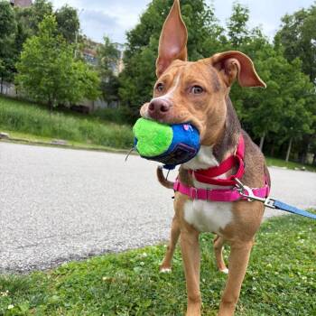 Mixed Breed Dogs Available for Adoption in Pittsburgh, Pennsylvania - Chanel | PetCurious