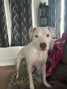 Pit Bull Terrier and Labrador Retriever Dogs Available for Adoption in Leverett, Massachusetts - Rosie | PetCurious