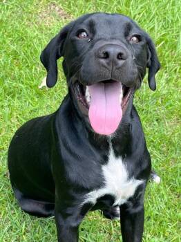 Tank -  Black Labrador Retriever and Pit Bull Terrier Dog for Adoption in Shelby County, Texas - Tank | PetCurious