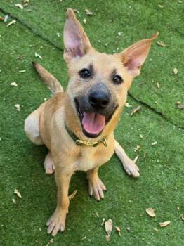 Pepper -  Labrador Retriever and Shepherd Dog for Adoption in Shawnee, Oklahoma - Pepper | PetCurious