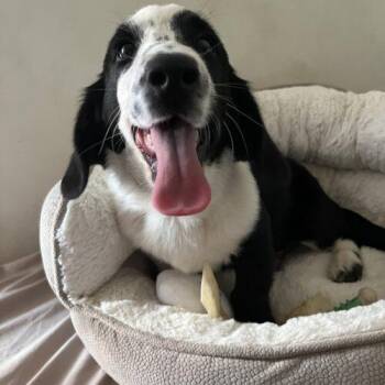 Basset Hound and Border Collie Dogs Available for Adoption in Edmond, Oklahoma - Bosco | PetCurious