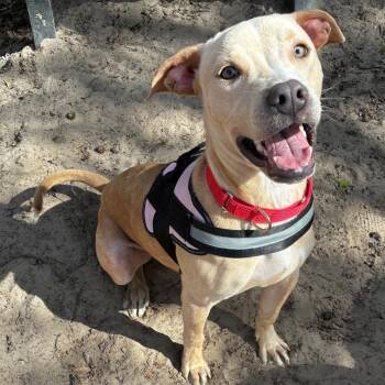 Mixed Breed Dogs Available for Adoption in Middleburg, Florida - Holiday 28396 | PetCurious