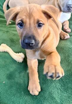 Shepherd and Labrador Retriever Dogs Available for Adoption - Brick | PetCurious