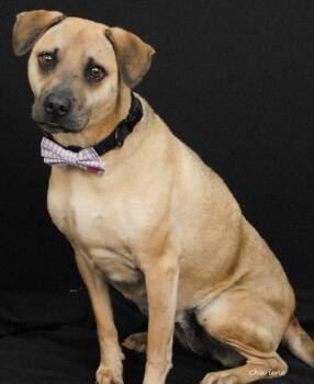 Hazel Mae -  Beagle and Feist Dog for Adoption in Newland, North Carolina - Hazel Mae | PetCurious