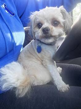 Shih Tzu Dogs Available for Adoption - Teddy | PetCurious