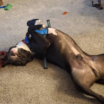 Paladin -  Pit Bull Terrier and Mixed Breed Dog for Adoption in Riverwoods, Illinois - Paladin | PetCurious