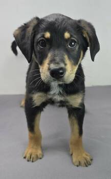 Labrador Retriever and Australian Shepherd Dogs Available for Adoption in New York, New York - Heavenly Prize  | PetCurious
