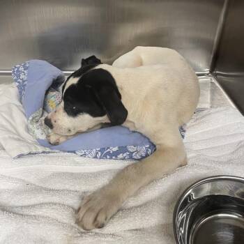 Spot -  Mixed Breed Dog for Adoption in Winston-salem, North Carolina - Spot | PetCurious