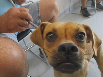 JUDY -  Chihuahua and Mixed Breed Dog for Adoption in Ocala, Florida - JUDY | PetCurious