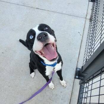 Rescue Mixed Breed Dogs for Adoption in Janesville, Wisconsin - Gerald | PetCurious