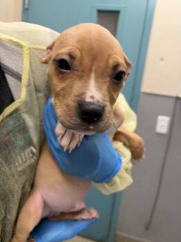 Pit Bull Terrier and Mixed Breed Dogs Available for Adoption - CRAB | PetCurious