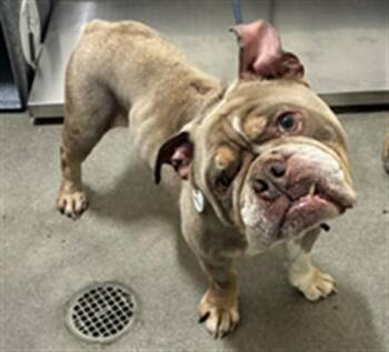 ZEUS -  English Bulldog Dog for Adoption - ZEUS | PetCurious