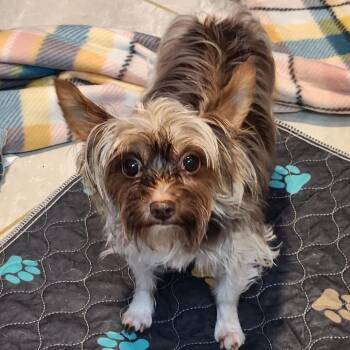 Macy -  Yorkshire Terrier Dog for Adoption in Walnutport, Pennsylvania - Macy | PetCurious