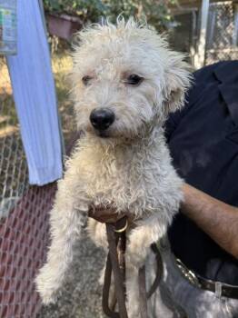 Francine -  Poodle and Terrier Dog for Adoption in New York, New York - Francine | PetCurious
